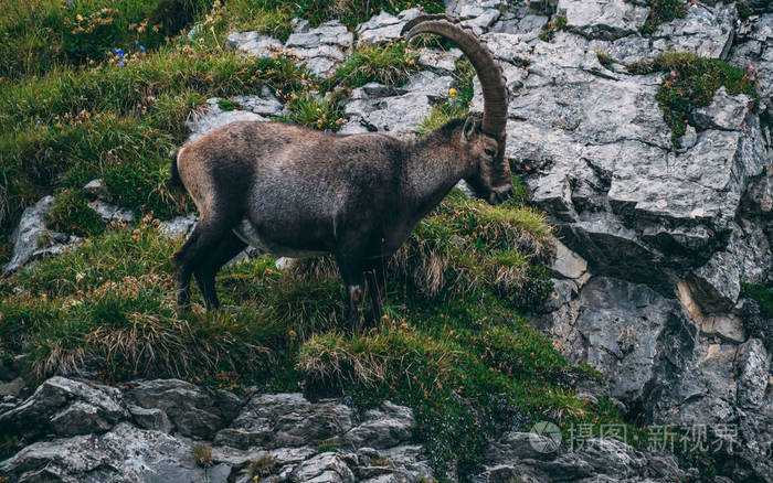 的高山摩羯座steinbock卡普拉野山羊瑞士阿尔卑斯山brienzerrothorn