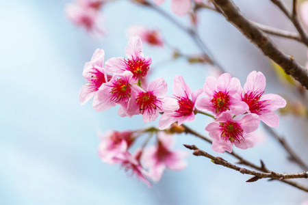 樱花盛开的花朵