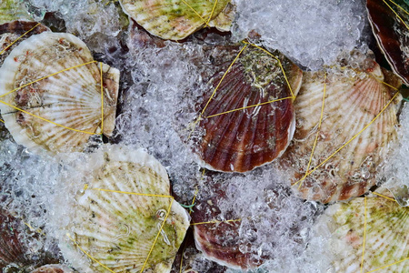 照片从上面新鲜的狗海螺, 机翼壳或食用海蜗牛在海鲜餐厅显示与冰在芽庄顶部。越南。健康饮食背景