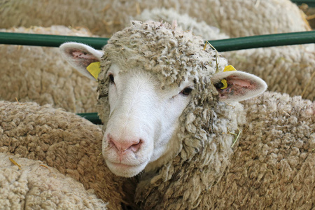 绵羊在动物农场里面看照相机在其他绵羊之中