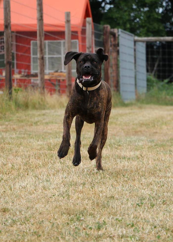 大型美国斗牛犬在花园里奔跑