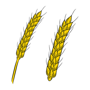绘图的小麦。白色背景上孤立