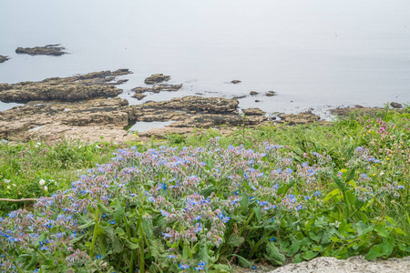 在康沃尔海岸的五颜六色的花朵, 从城堡顶上的 Marazion, 康沃尔, 英格兰的堡垒看到