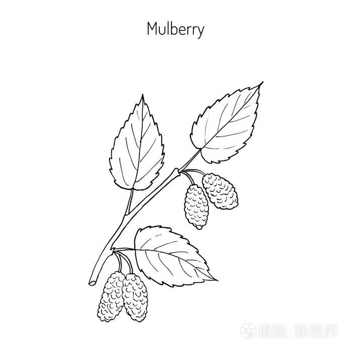 桑树桑黑或黑桑椹或黑莓