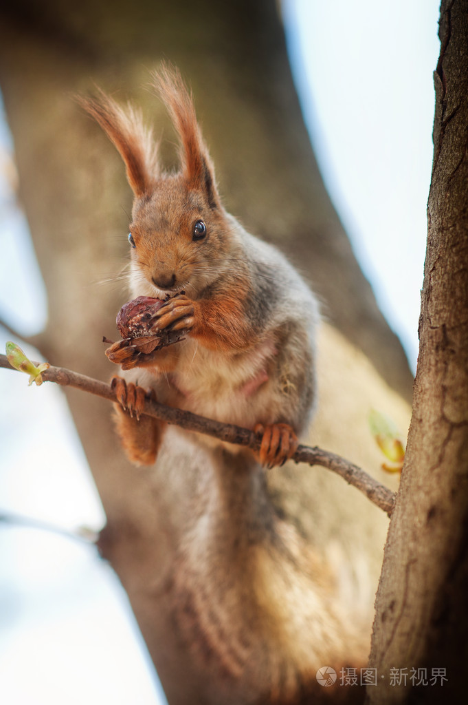 松鼠在树上啃坚果