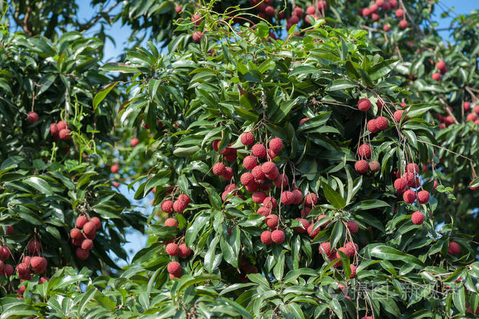 荔枝在树上生长的热带水果