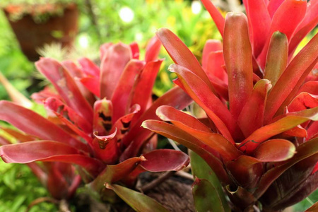 热带 Bromeliad 花