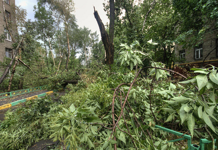 在莫斯科的飓风。倒下的树