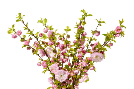 杏仁树枝有粉红色花朵的花束图片