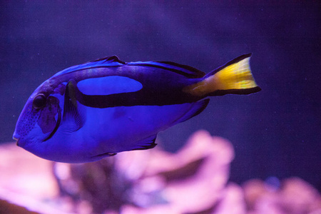 蓝河马塘鱼 Paracanthurus hepatus 游过珊瑚礁