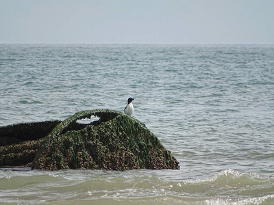 海鸟在海滩纽, 苏格兰, 2018年6月