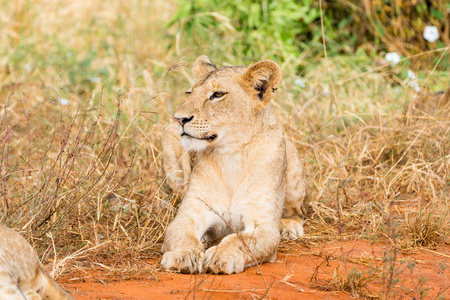 在肯尼亚的狮子, 非洲