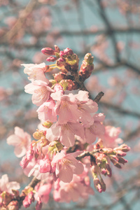 在日本樱花的樱花盛开