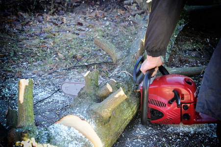 链锯砍柴工人砍柴照片