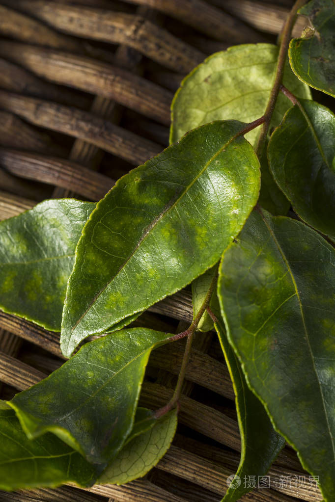 原始的绿色有机咖喱叶