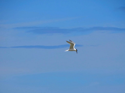 海鸟在海滩纽, 苏格兰, 2018年6月