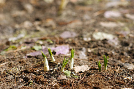 绿豆芽从土壤中生长出来了