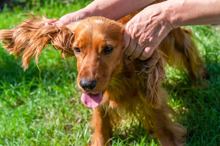 女性手抚摸棕色的猎犬狗在花园选择性重点照片