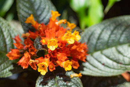 桔子花或 Chrysothemis pulchella Donn 喜在花园里