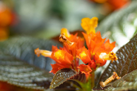 桔子花或 Chrysothemis pulchella Donn 喜在花园里