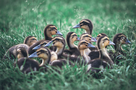 养殖场鸭子一群小鸭子在草丛中.家禽养殖场.空中的鸟儿照片