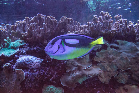 蓝河马塘鱼 Paracanthurus hepatus 游过珊瑚礁