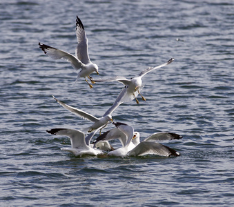海鸥的斗争到湖里让食物的照片