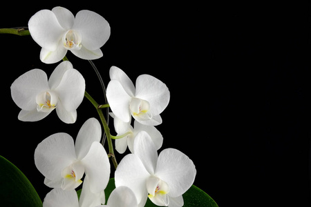 兰花蝴蝶兰与黑色背景上的白花