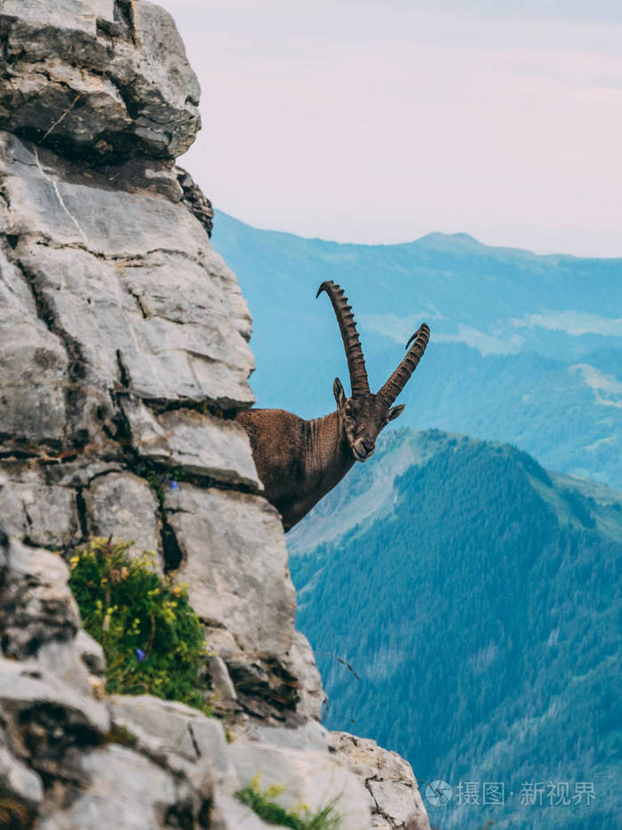 高山摩羯座steinbock卡普拉野山羊在陡峭的岩石brienzerrothorn瑞士