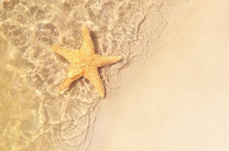 海星在夏天的海滩上海水。夏天的背景。夏季时间