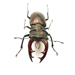 雄鹿甲虫 lucanus 鹿在白色上分离