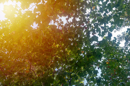 阳光下的绿树