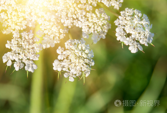 开花蓍预防