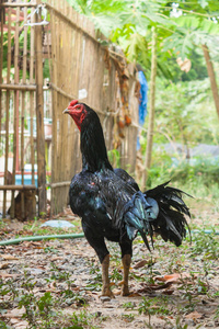 泰国育种斗鸡图片