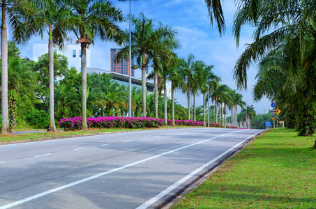 棕榈树大道图片