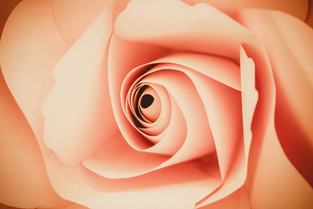 美丽的甜颜色粉红色的玫瑰在软风格的浪漫背景或情人节