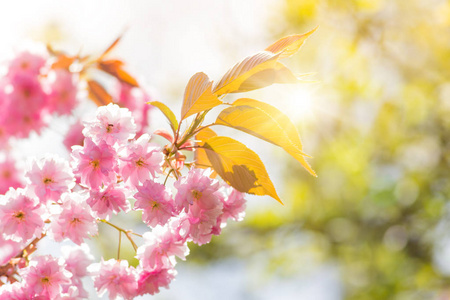 vren grnsen bakgrunden med rosa blomma