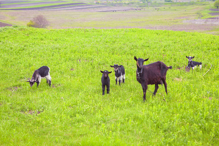 草地上的山羊家庭