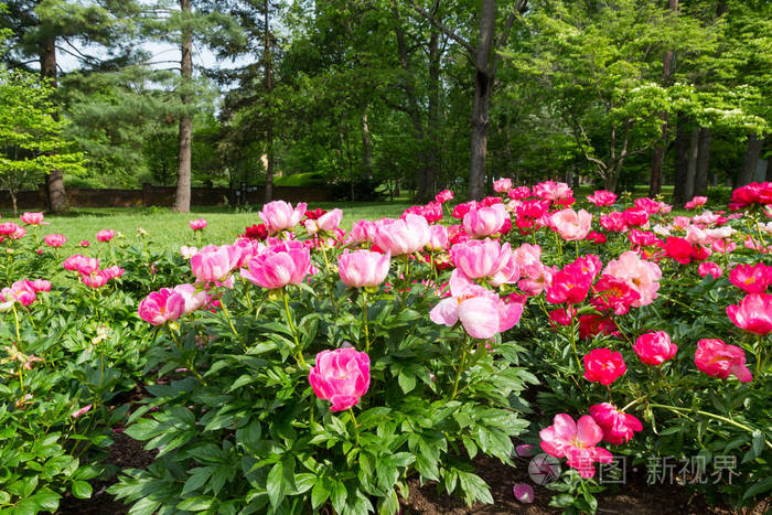 盛开的粉红牡丹园花园里的花