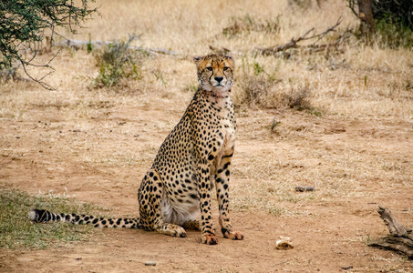 猎豹在自然栖息地野生动物南非