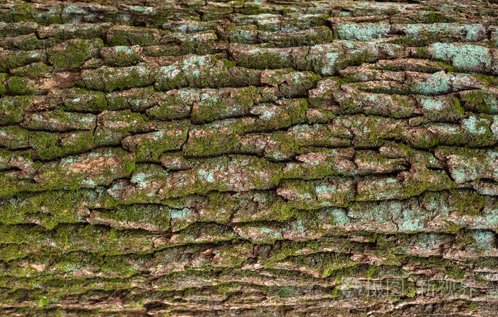 树树皮纹理的水平照片.一种古老橡木树皮的浮雕创意纹理