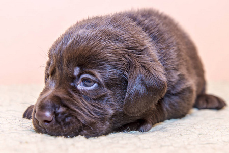 小狗猎犬拉布拉多狗棕色巧克力色照片