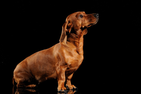 棕色腊肠狗狗被隔绝在黑色的背景