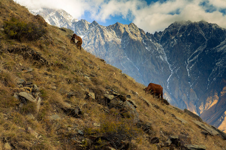 两头牛在 Stepantsminda 村附近的山坡上吃草。格鲁吉亚国家