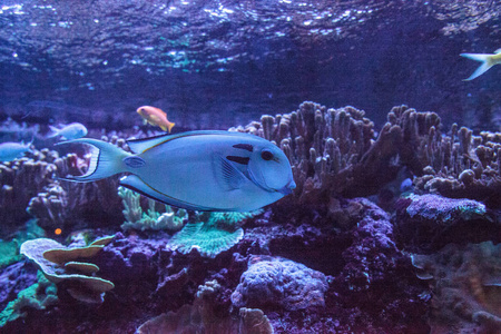 Doubleband 刺尾鱼 Acanthurus tennenti 沿珊瑚礁游