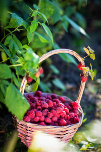 夏天的背景。采摘浆果。树莓浆果在一个篮子旁边的树莓灌木