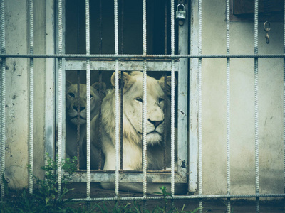 白狮子在笼子里照片