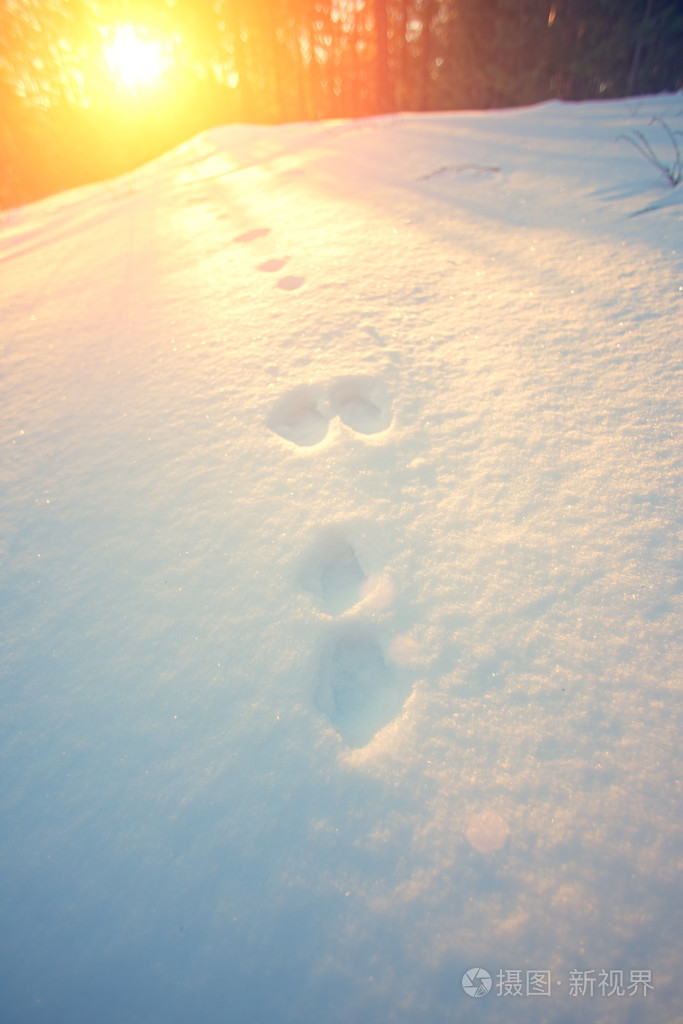 获奖雪景脚印图片图片