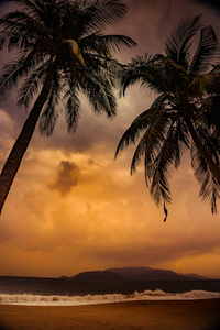 棕榈树在美丽的热带夕阳的剪影