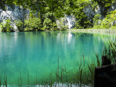 森林里的美丽湖泊, 绿色的水清澈照片